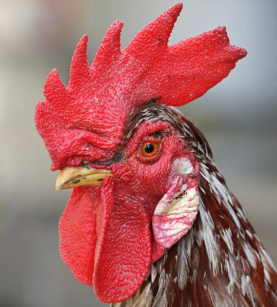 File:Rooster portrait2 (cropped).jpg