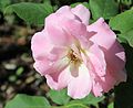 * Nomination: Rosa 'Simply Magic' (Jardin des Plantes, Grenoble) --Anna reg 14:06, 23 June 2014 (UTC) * Review CAs (see note) --Christian Ferrer 19:01, 1 July 2014 (UTC)