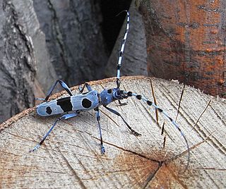 Antenna (biology) Paired appendages used for sensing in arthropods