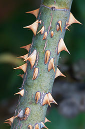 Rose thorns are actually prickles - outgrowths of the epidermis Rose Prickles.jpg