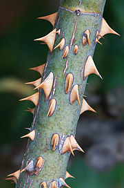 棘 植物 Wikipedia