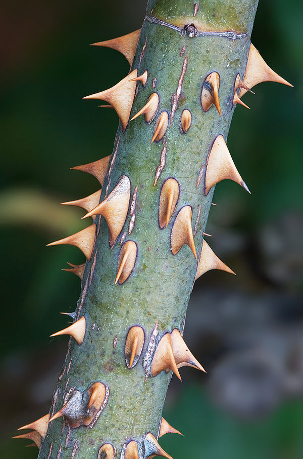 Rose thorns are actually prickles – outgrowths of the epidermis