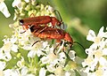 Roter Weichkäfer Rhagonycha fulva