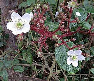 <i>Rubus adenotrichos</i> species of plant