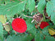 Rubus rosifolius, the Roseleaf Bramble. (11348336656).jpg