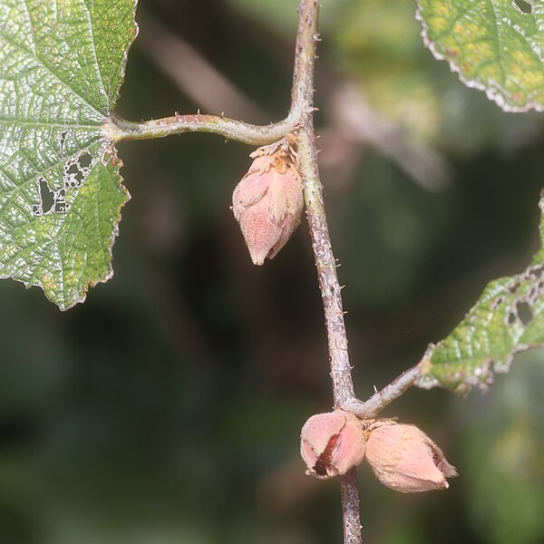 File:Rubus sieboldii (fruits s4).jpg