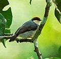 Rufous-crowned Eremomela from Canopy Walkway - Kakum NP - Ghana, crop.jpg