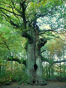 Starý vykotlaný dub s odlomenou korunou v lese