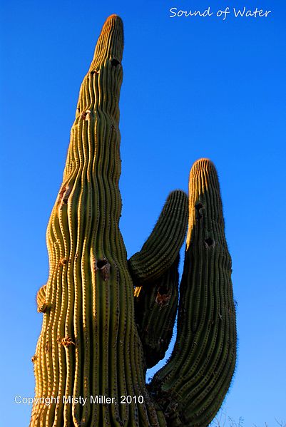 File:Saguaro Cactus.jpg