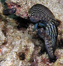 Sailfin Blennys Marah Flaring.jpg