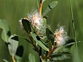 Salix pedicellaris 5497946.jpg