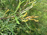 Salix rosmarinifolia01.jpg