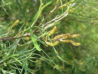 <i>Salix rosmarinifolia</i> Species of flowering plant