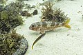 * Nomination Red mullet (Mullus barbatus), Arrábida Natural Park, Portugal --Poco a poco 12:31, 22 September 2021 (UTC) * Promotion  Support Good quality. --Carsten Steger 18:30, 22 September 2021 (UTC)