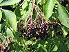 Sambucus nigra-fruit001.jpg