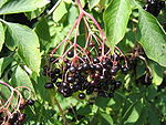 Sambucus nigra-fruit001.jpg