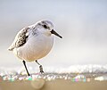 * Nomination: Sanderling (calidris alba) --Stephan Sprinz 11:44, 20 November 2023 (UTC) * Review Could use a bit of defringe removal on the bill. --Alexis Lours 14:55, 20 November 2023 (UTC)