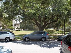 Sarasota FL Downtown HD Bacon ve Tomlin02.jpg