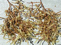 Sargassum weeds closeup.jpg