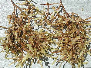 Sargassum weeds close up