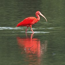 A scarlet ibis in Trinidad.