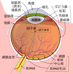 Schematic diagram of the human eye ja.svg