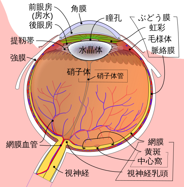 File:Schematic diagram of the human eye ja.svg - Wikimedia Commons