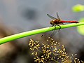 Sympetrum vulgatum