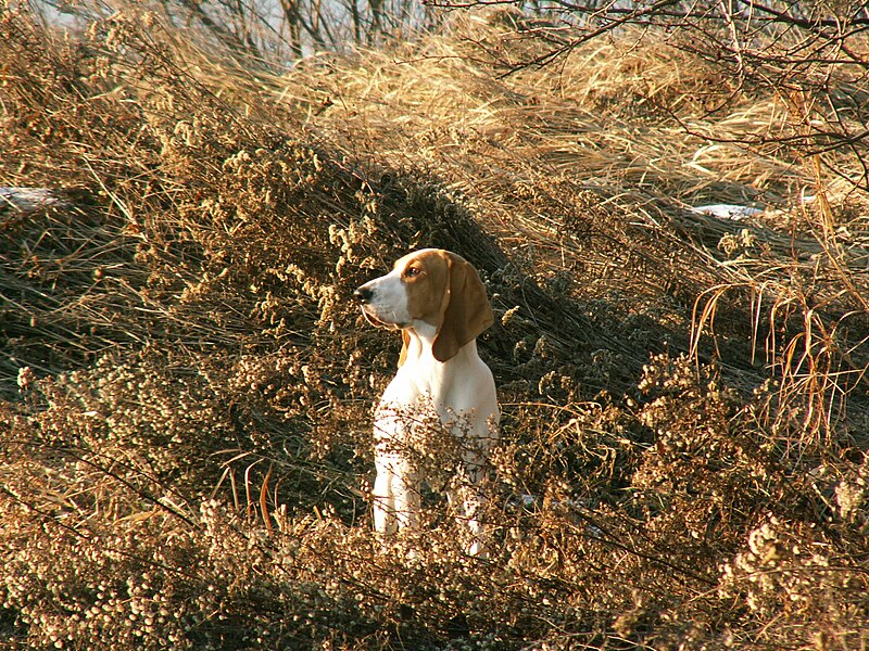 File:Schwyzer Laufhund 369.jpg