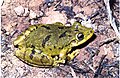 Scinax fuscovarius, grenouille présente dans la province surtout dans les zones déboisées, jusque plus ou moins 2 000 mètres d'altitude[23].