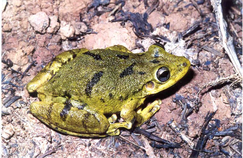 File:Scinax fuscovarius01b.jpg