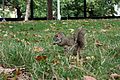 * Nomination A grey squirrel in Saint James's Park. --M0tty 22:12, 23 August 2010 (UTC) * Decline I have to be unpopular here, because the squirrel is so cute, but the whole image is tilted, the lamppost in the background is blown and the long grass in the foreground disturbingly obstructs the animal. --Quartl 07:44, 25 August 2010 (UTC)