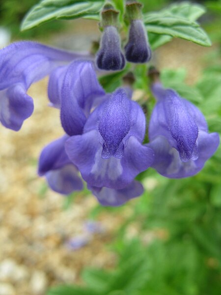 File:Scutellaria strigillosa4.jpg