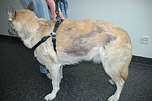 Sebaceous adenitis and hair loss in a dog Sebadenitis.jpg