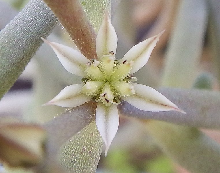 File:Sedum rubens flower (01).jpg