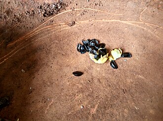 Seeds of Zephyranthes citrina. Seeds of Zephyranthes citrina.jpg