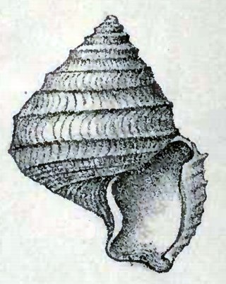 <i>Seguenzia eritima</i> Species of gastropod