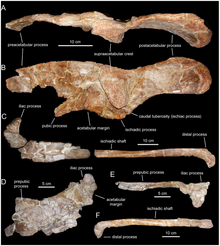 Hadrosaur fossils from Serrat del Corb geologic locality, possibly representing Adynomosaurus Serrat-del-corb-hadrosaur.png