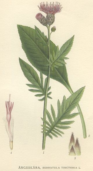 <i>Serratula</i> Genus of plants