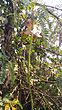 Sesbania grandiflora plant with flowers and fruits