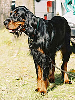 A Gordon Setter