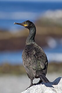 <span class="mw-page-title-main">European shag</span> Species of bird