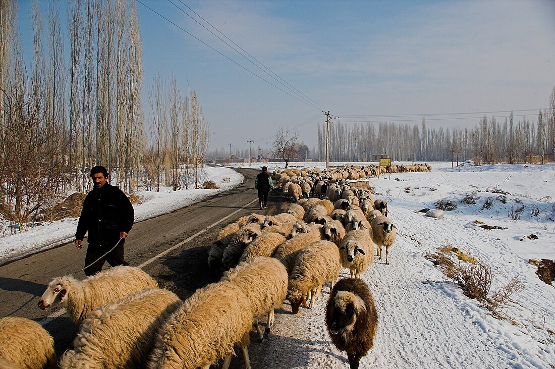 File:Shepherds iran.jpg