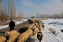 Iranian shepherds moving their sheep. North-western Iran, winter 2008. Shepherds iran.jpg