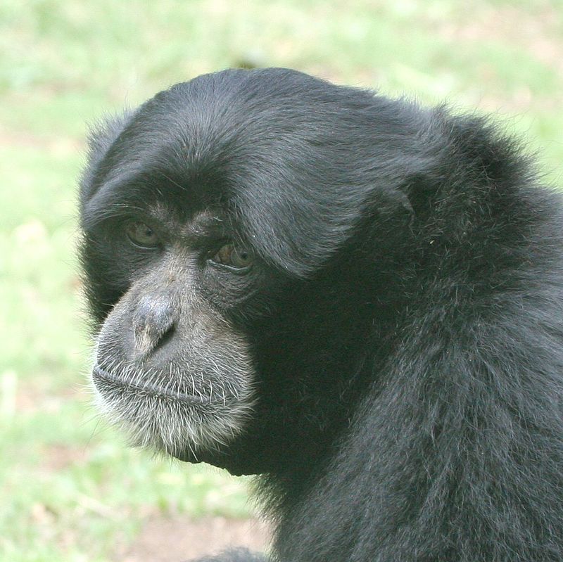 Siamang Sahabat Orangutan