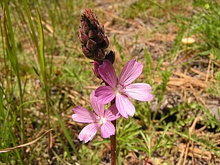 <i>Sidalcea pedata</i> Species of herb