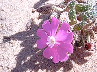 Silene obtusifolia