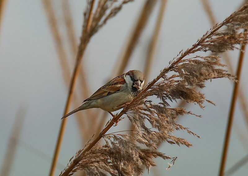 File:Sind Sparrow (Passer pyrrhonotus) (32291292370).jpg
