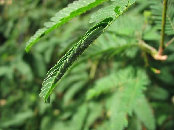 Mimosa pudica