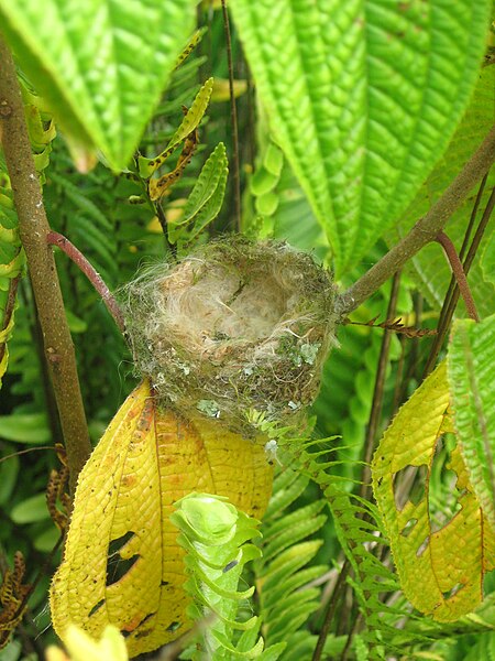 File:SlatyFlowerPiercerNest.JPG